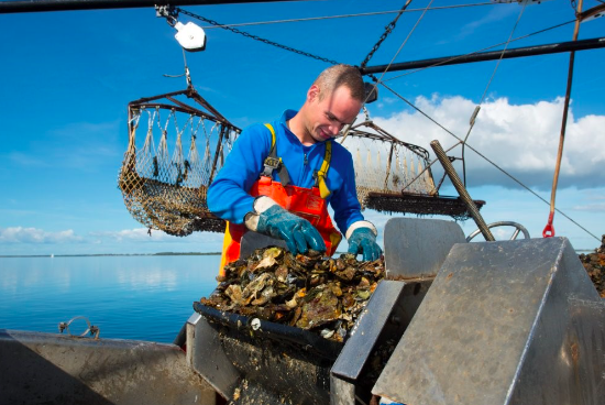 Biologische platte en creuses oesters uit Nederland