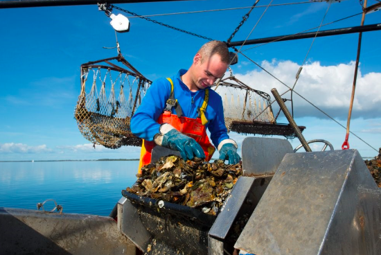 voortplanting oesters