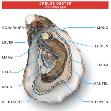 platte oester