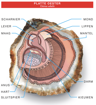 platte oester