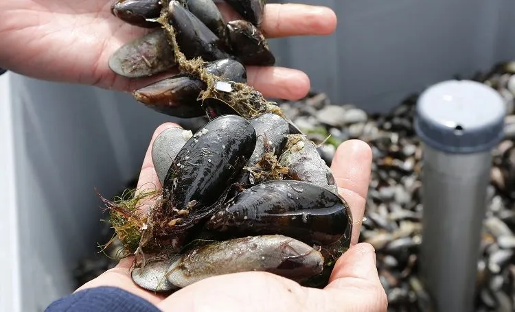 Schelpdieren: Een duurzame en voedzame keuze