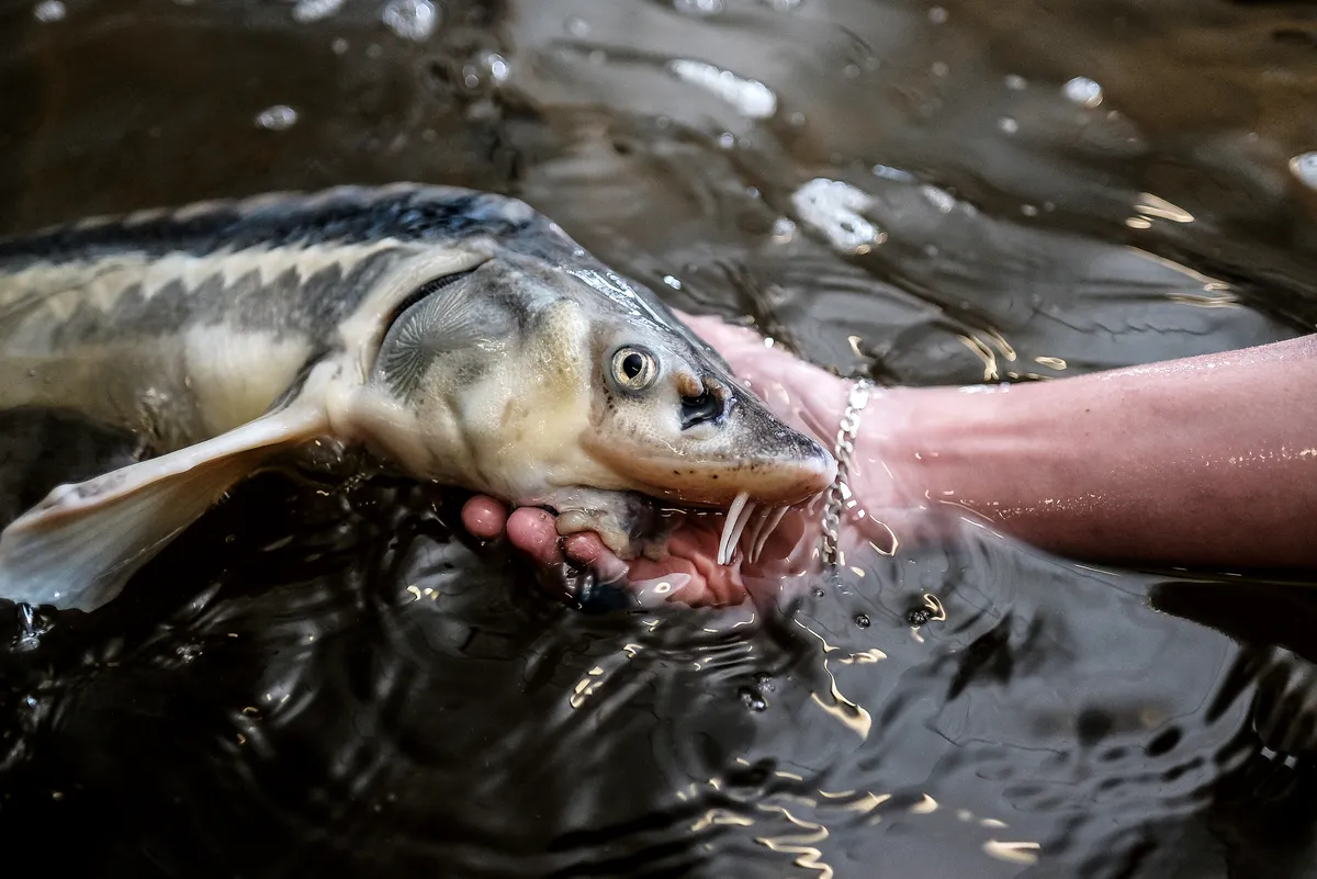 Steurkaviaar siberische steur