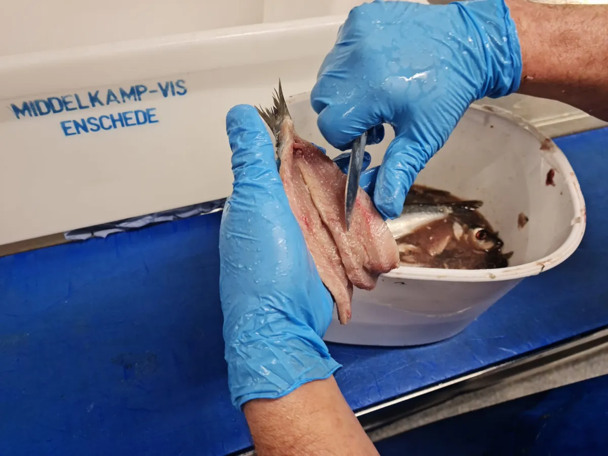 Vanaf woensdag 18 juni verkrijgbaar, de Hollandse nieuwe!