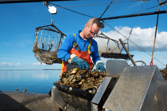 Biologische platte en creuses oesters uit Nederland